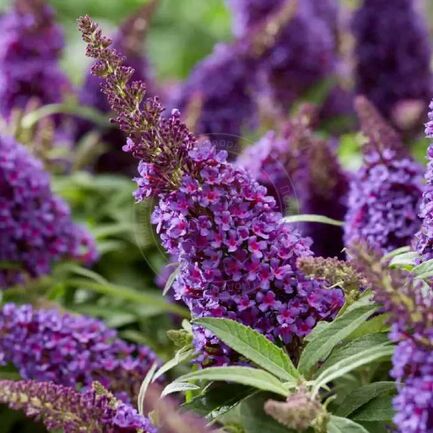 Буддлея Давида (Buddleja davida) «Butterfly Candy Little Purple»