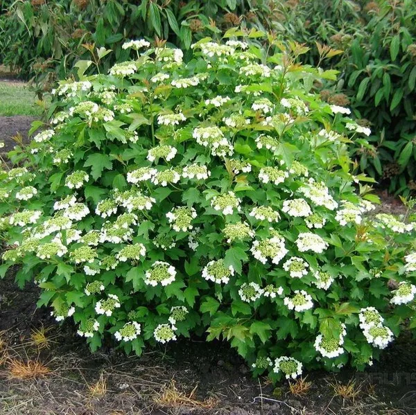 Калина обыкновенная (ком)