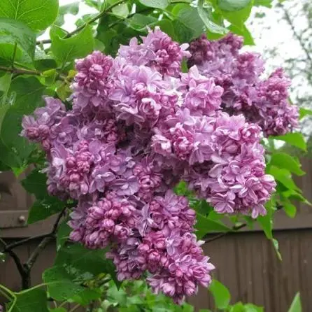 Сирень обыкновенная (Syringa vulgaris)     “Анна Шиач”