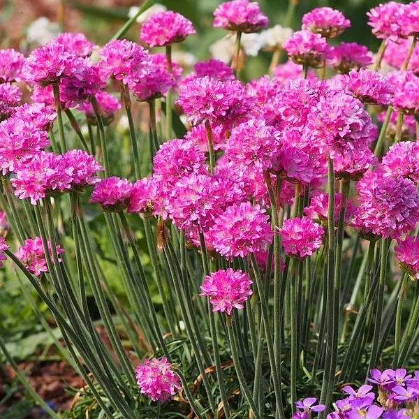 Армерия приморская «Morning Star Deep Rose»