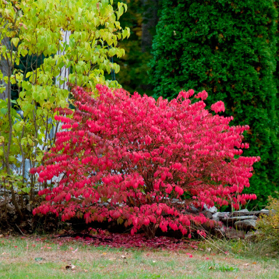 Бересклет крылатый (Euónymus alátus)