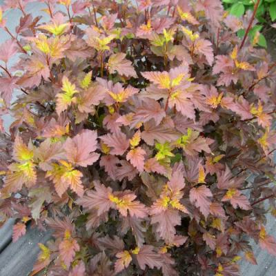 Пузыреплодник калинолистный (Physocarpus opulifolius)“Zdechovice ”