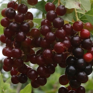 Черёмуха виргинская (Prunus virginiana) «Гранатовая гроздь»