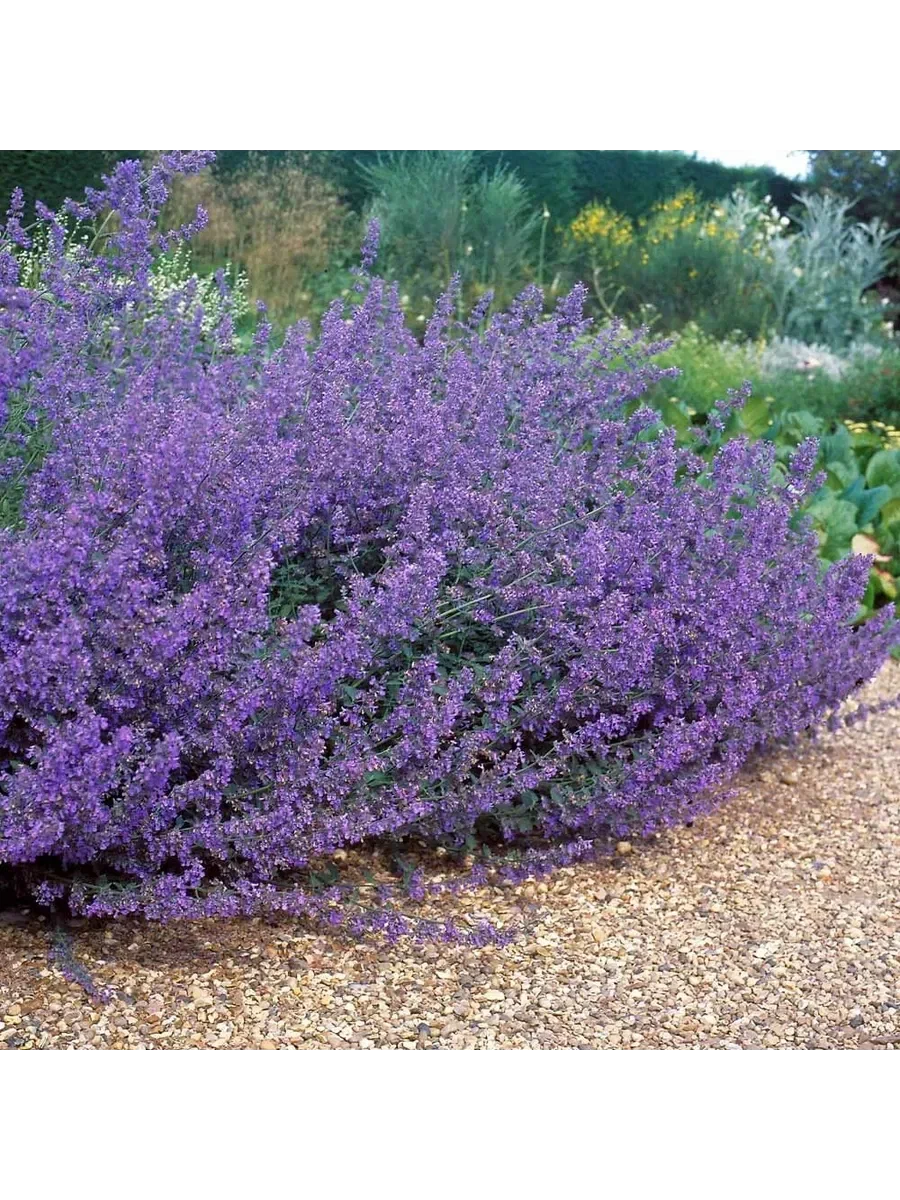 Котовник Фассена "Walker`s Low"