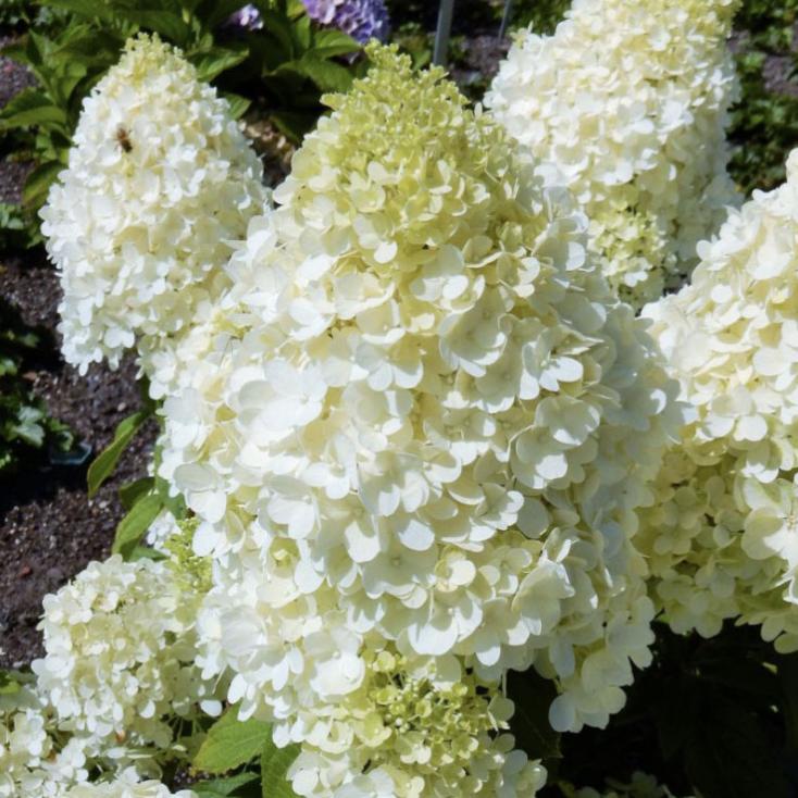 Гортензия метельчатая «Magical Matterhorn»