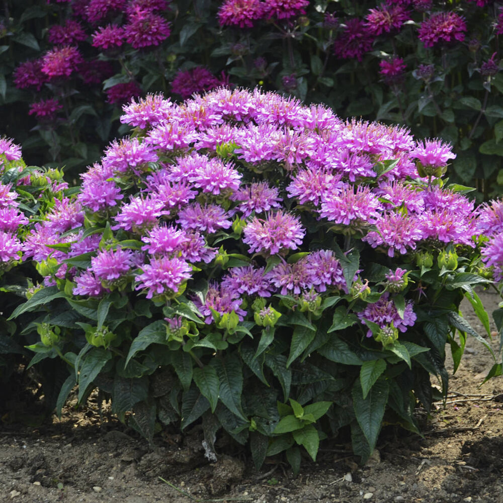 Монарда (Monarda) «Pardon My Lavender»