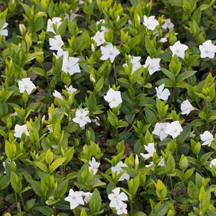 Барвинок малый (Vinca minor) «White Power»