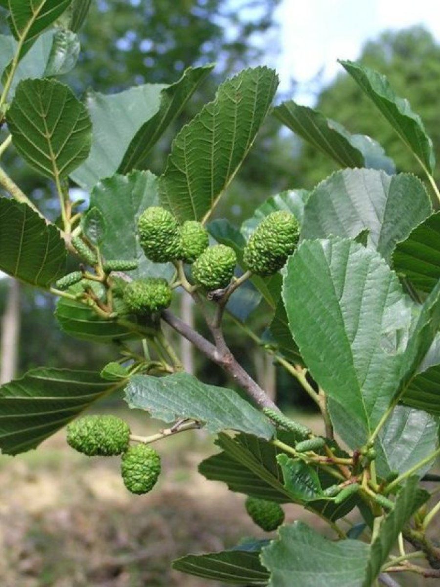 Ольха серая (ком)