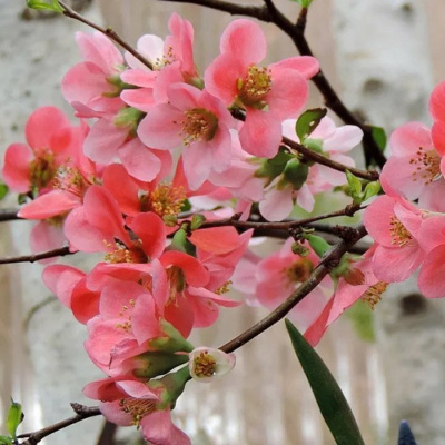 Айва японская  (Chaenomeles) «Pink Queen»