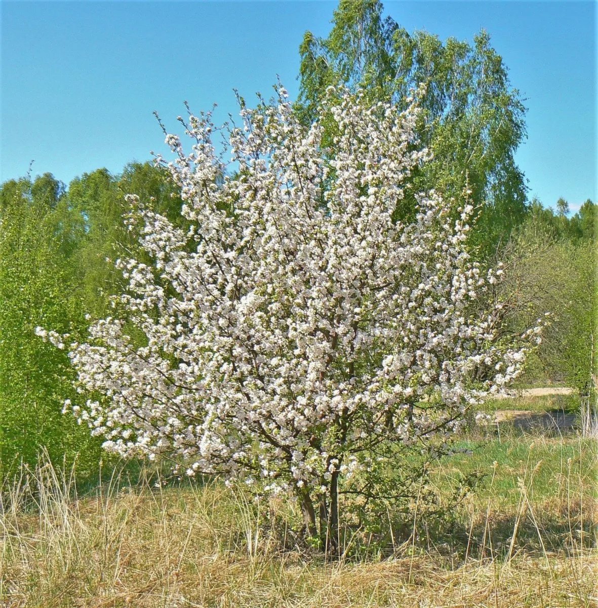 Яблоня декоративная (сибирская, дичка, ягодная)