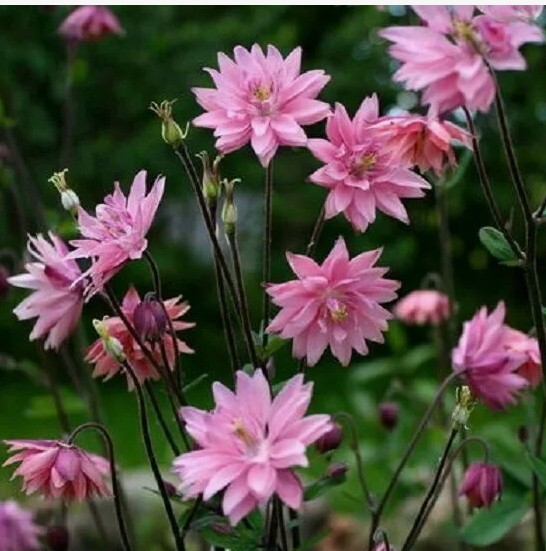 Аквилегия (Aquilegia) «Rose Barlow»