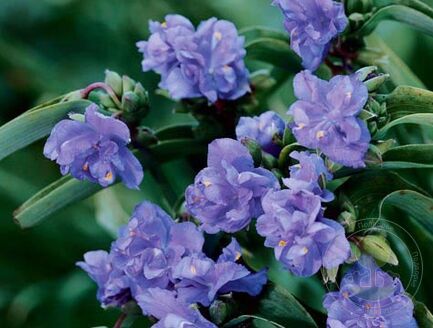 Традесканция Андерсона (Tradescantia andersoniana) "Mac` s Double"