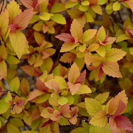 Спирея японская  (Spiraea japonica) "Little Flame"