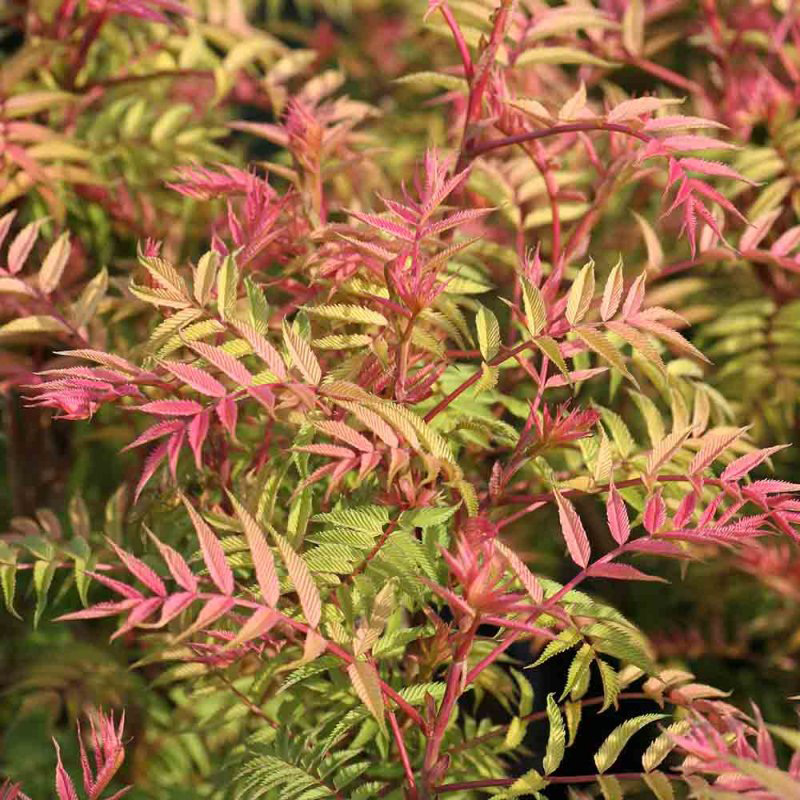 Рябинник рябинолистный (Sorbaria sorbifolia) “Sem”