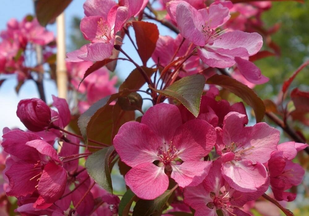 Яблоня декоративная «Жизель»