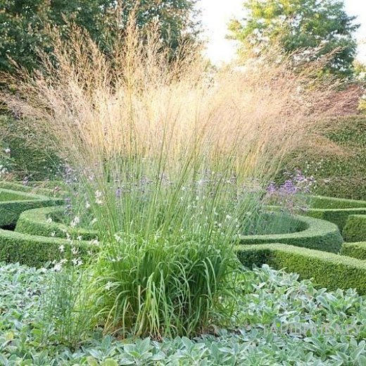 Молиния тростниковая (Transparent)