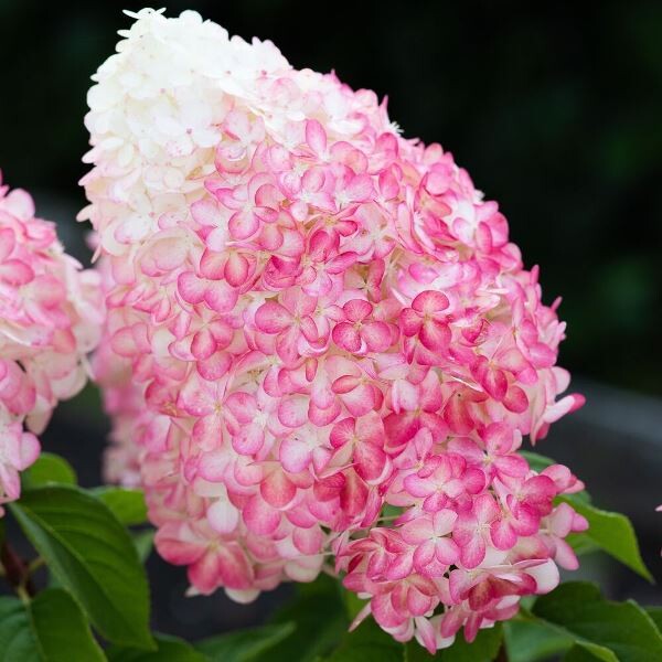 Гортензия метельчатая (Hydrangea paniculata) «Pink Rose»