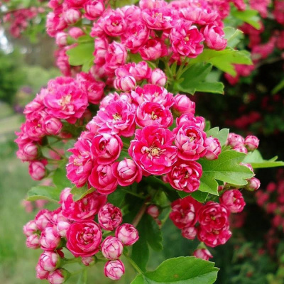 Боярышник обыкновенный (Crataegus) “Paul’s Scarlet”