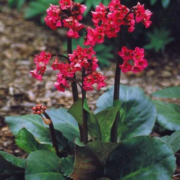 Бадан сердцелистный "Winterglut"