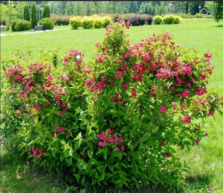 Вейгела (Weigela)        'Eva Rathke'