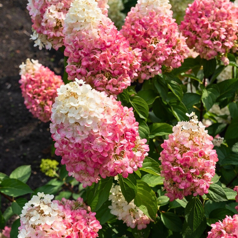 Гортензия метельчатая «Pinky Promise»