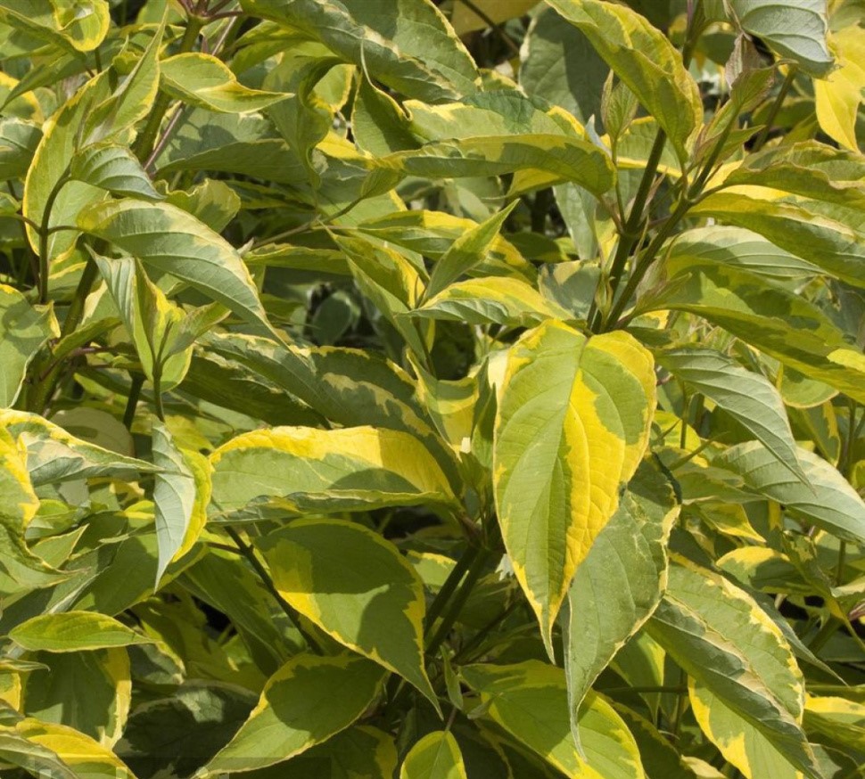Дёрен белый (Cornus alba)  'Gouchaultii'