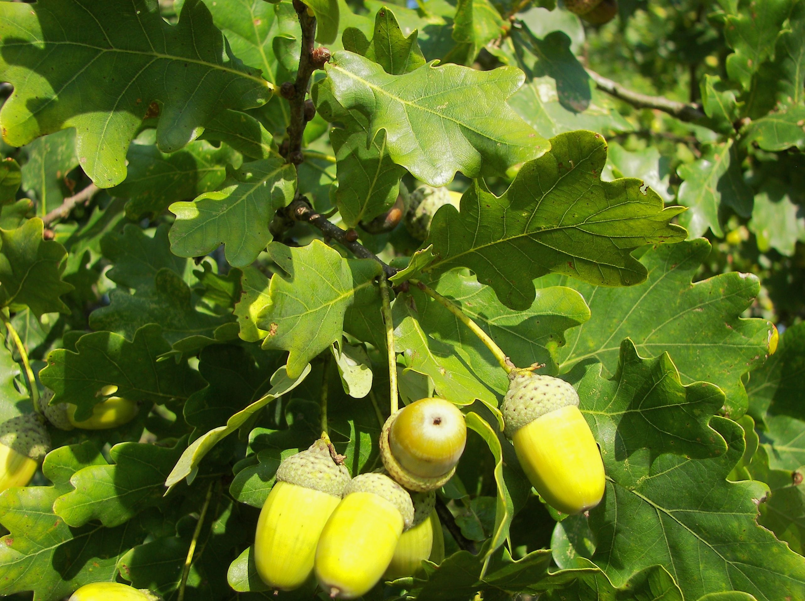 Дуб черешчатый (Quercus robur)