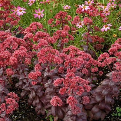 Очиток (Sedum)            `Desert Black`
