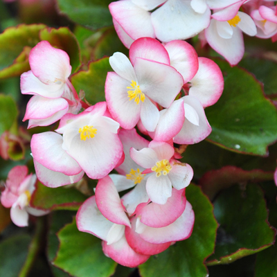 Бегония вечноцветущая (Begonia semperflorens)«Super Olympia Bicolor»