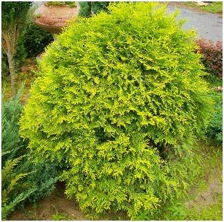 Туя западная (Thuja oссidentalis) “Danica Aurea”