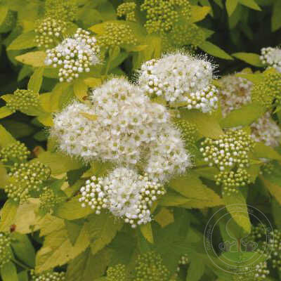 Спирея японская (Spiraea japonica)  'White Gold'