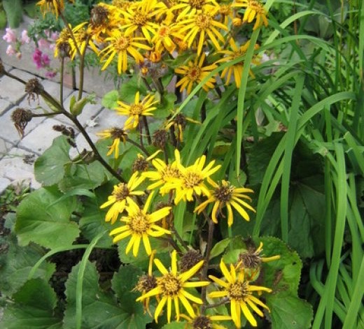 Бузульник зубчатый (Ligularia dentata)      'Gregynog Gold'