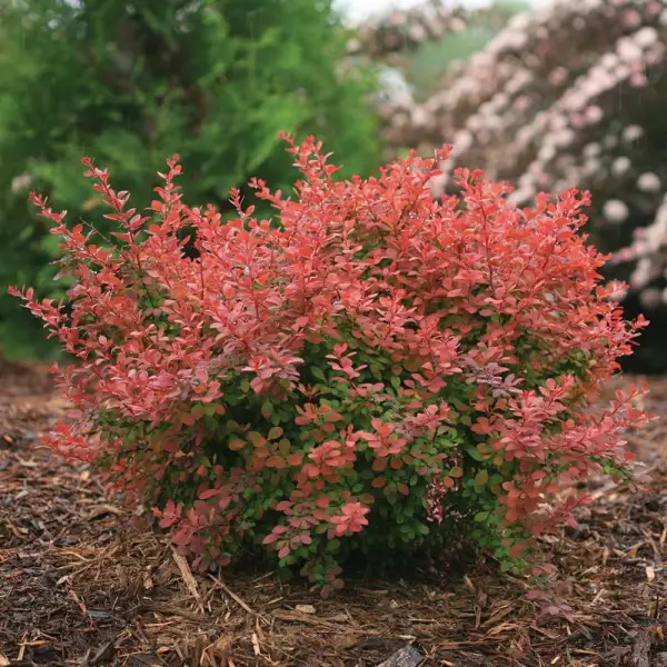 Барбарис Тунберга (Berberis thunbergii) «Coral»