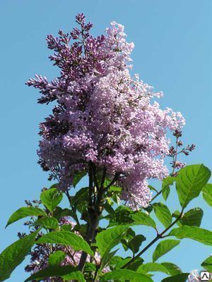 Сирень венгерская (Syringa josikaea)