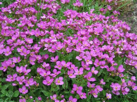 Арабис                                "Barranca Deep Rose"