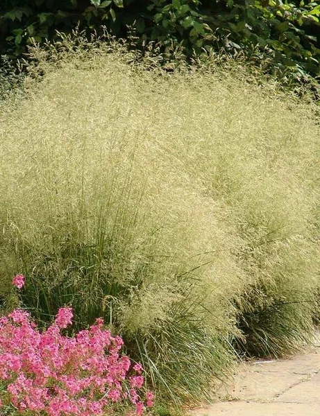 Щучка дернистая (Луговик)