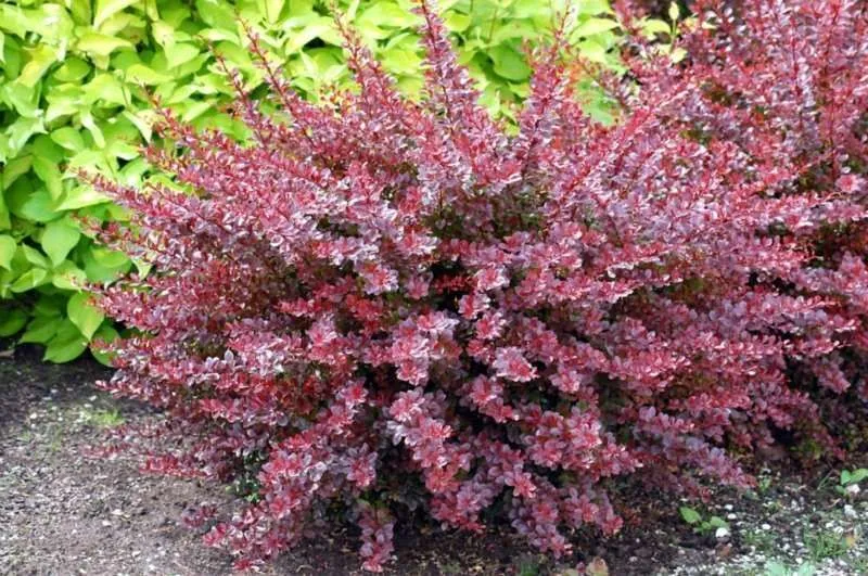 Барбарис Тунберга "Dart's Red Lady"