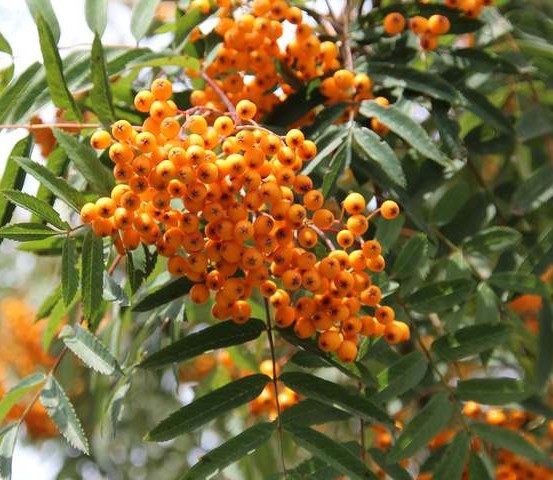 Рябина Арнольда (Sorbus arnoldiana) “Schouten”