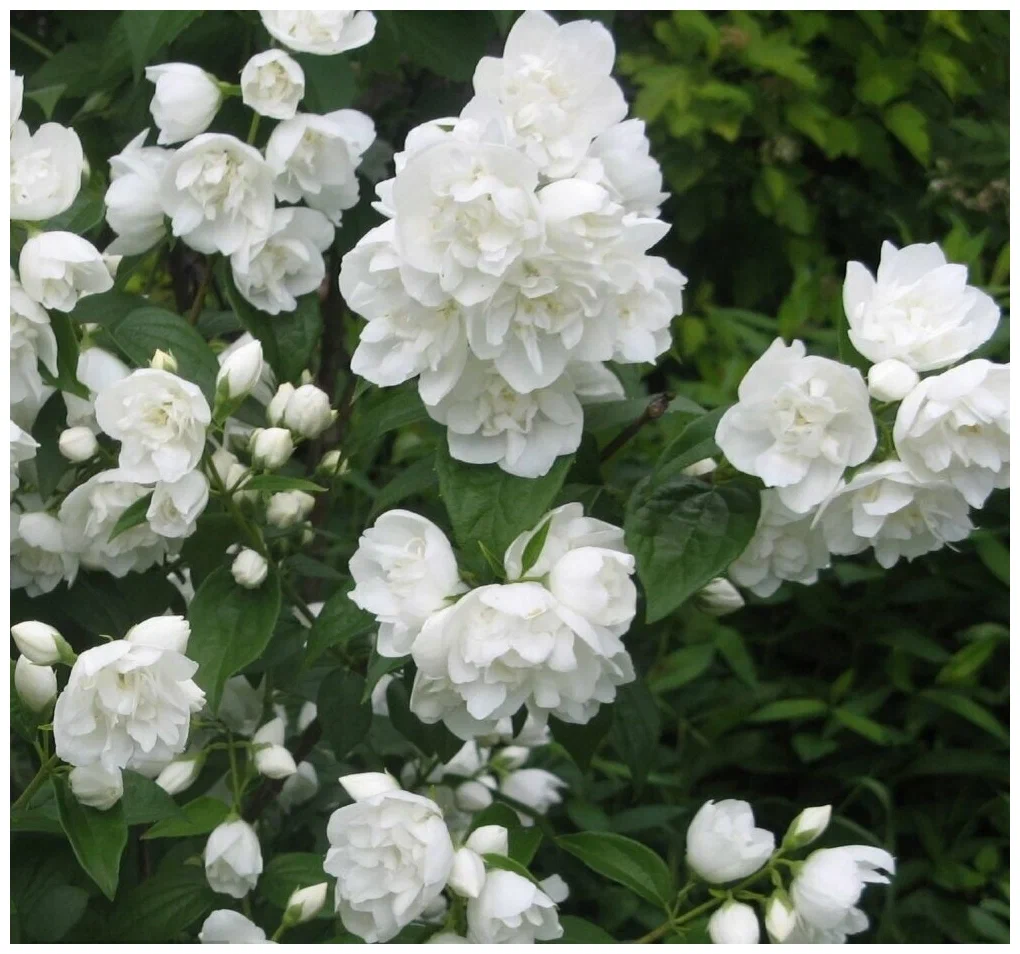 Чубушник (Philadelphus) "Зоя Космодемьянская"
