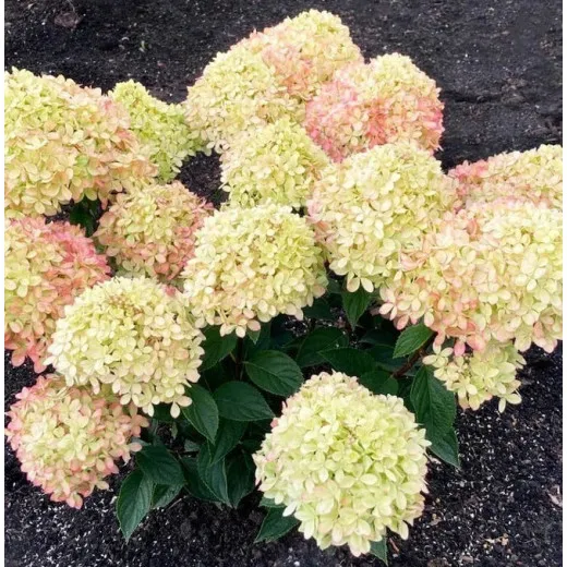 Гортензия метельчатая “Little Love”