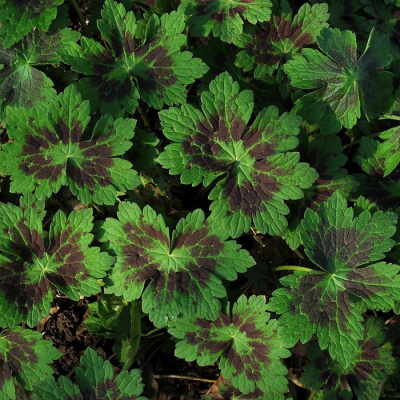 Герань тёмная (Geranium) «Samobor»