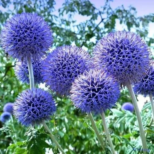 Мордовник бонатский(Echinops) "Blue Glow"