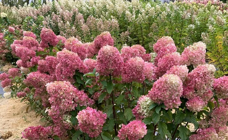 Гортензия метельчатая «Краса Лесково"