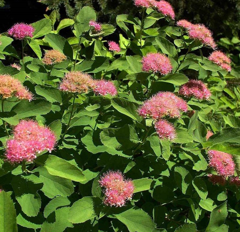 Спирея густоцветковая(Spiraea densiflora)