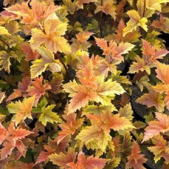 Пузыреплодник калинолистный (Physocarpus opulifolius)                 «Magic Ball»