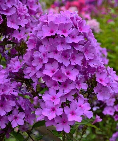 Плюш Сиреневый