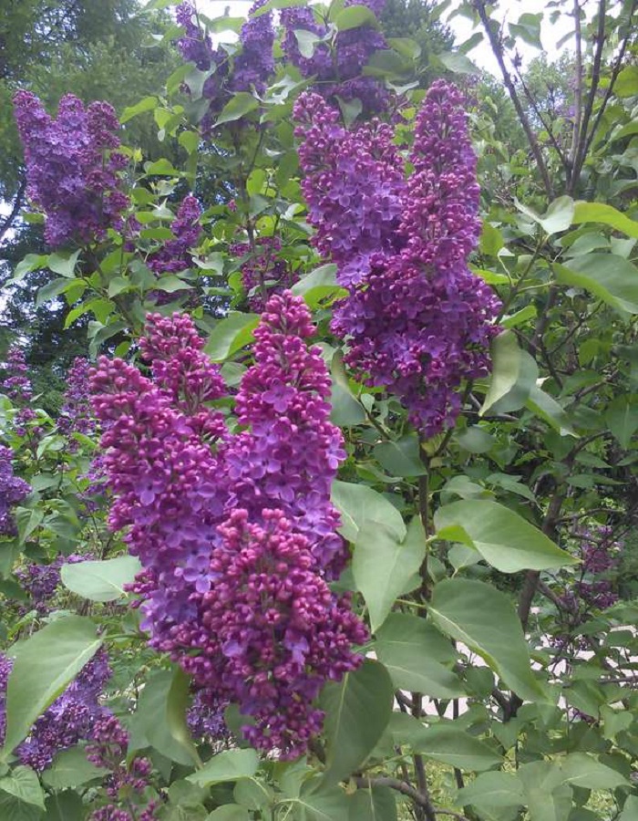 Сирень китайская (Syringa chinensis)  «Lilac Sunday»