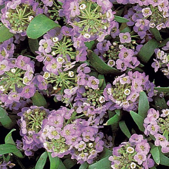 Алиссум морской(Lobulariamaritima)«Bonnet Lavender»