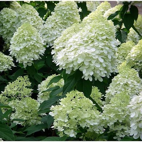 Гортензия метельчатая (Hydrangea paniculata) «Panorama»