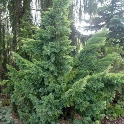 Можжевельник чешуйчатый (Juniperus squamata) "Hunnetorp"